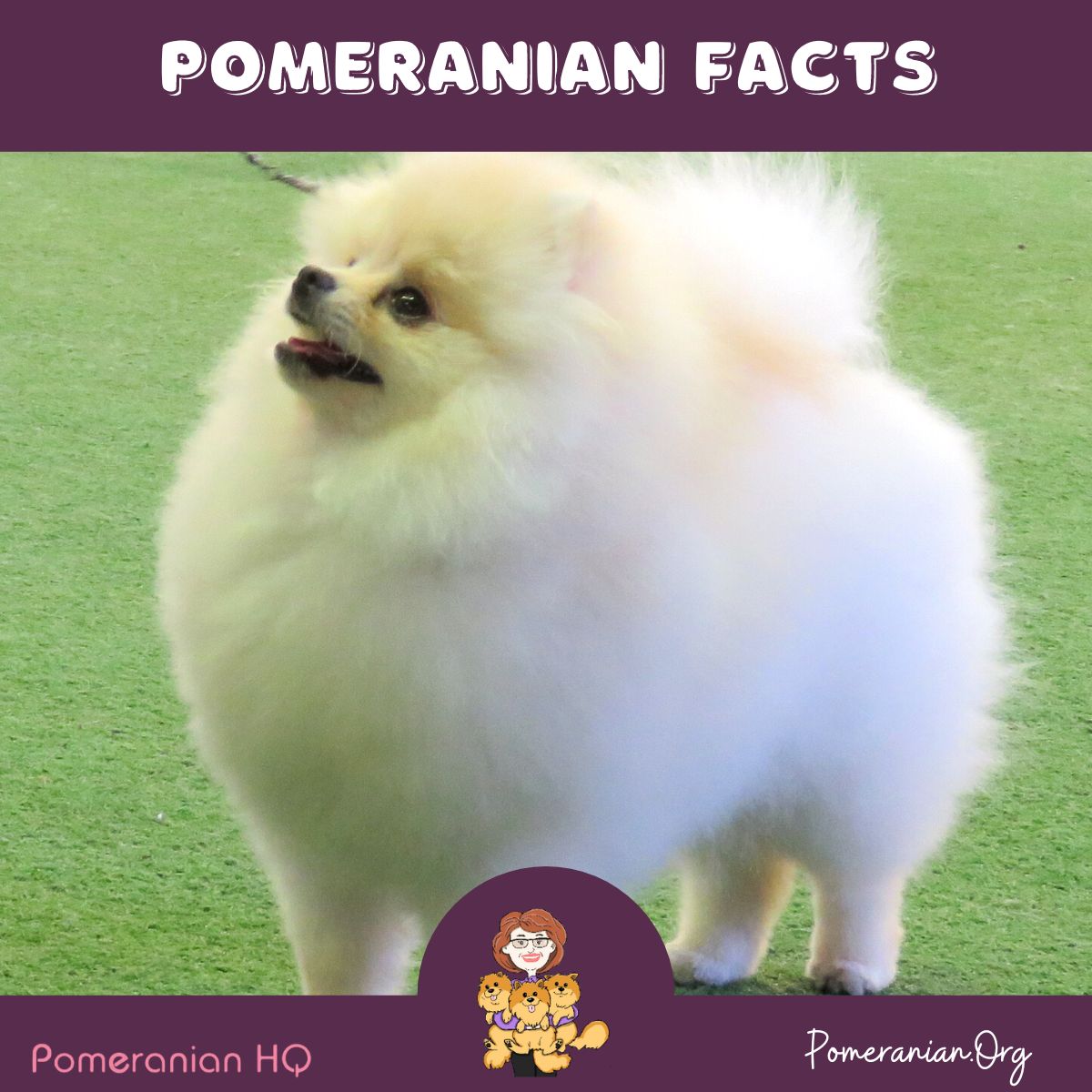 Pomeranian Facts- Pomeranian Puppy