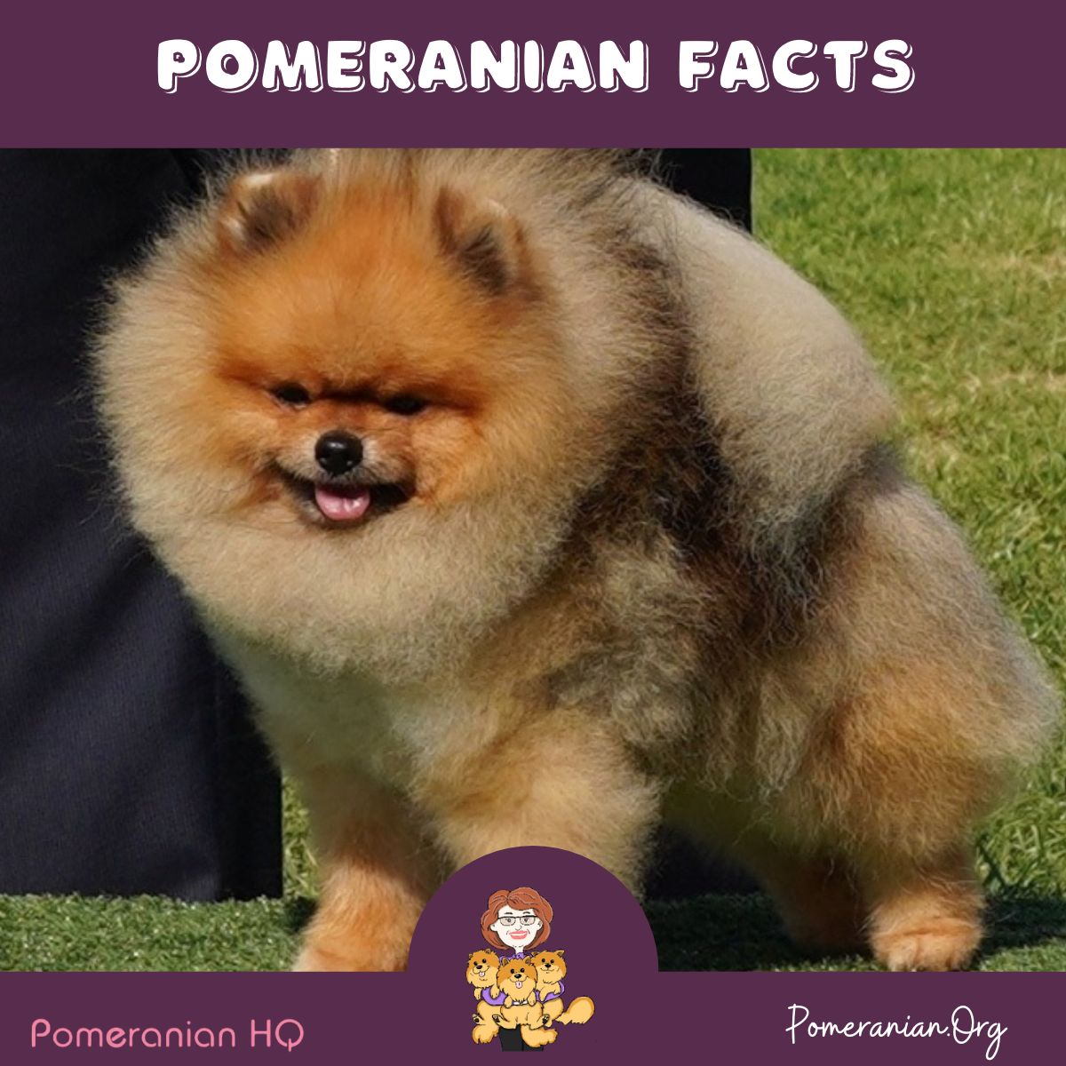 Pomeranian Facts Sable Pomeranian Dog