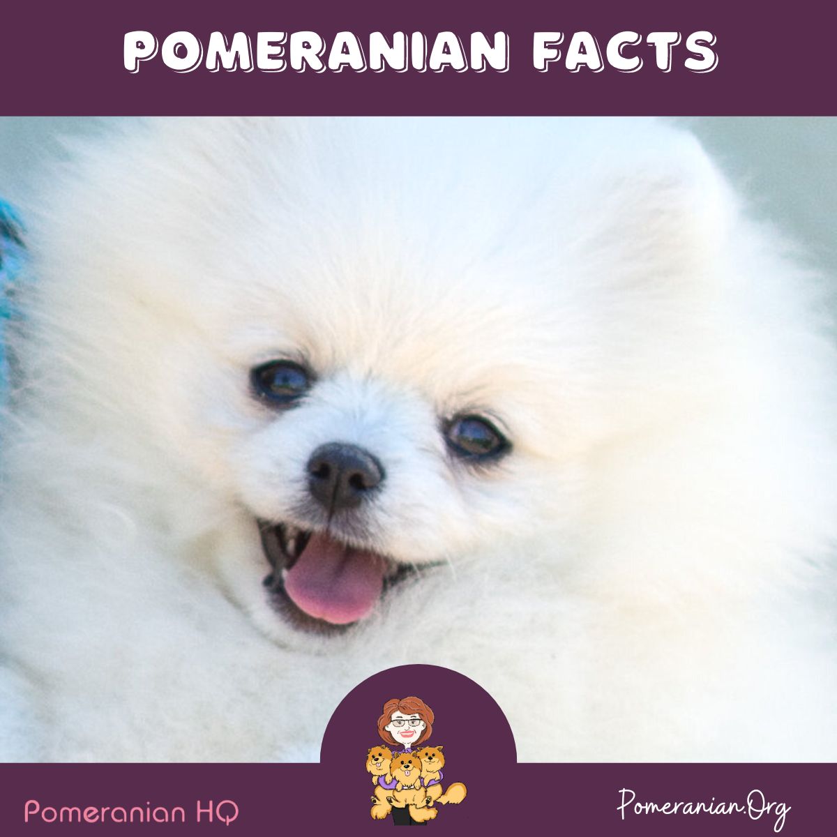 Pomeranian Facts- Pomeranian Puppy