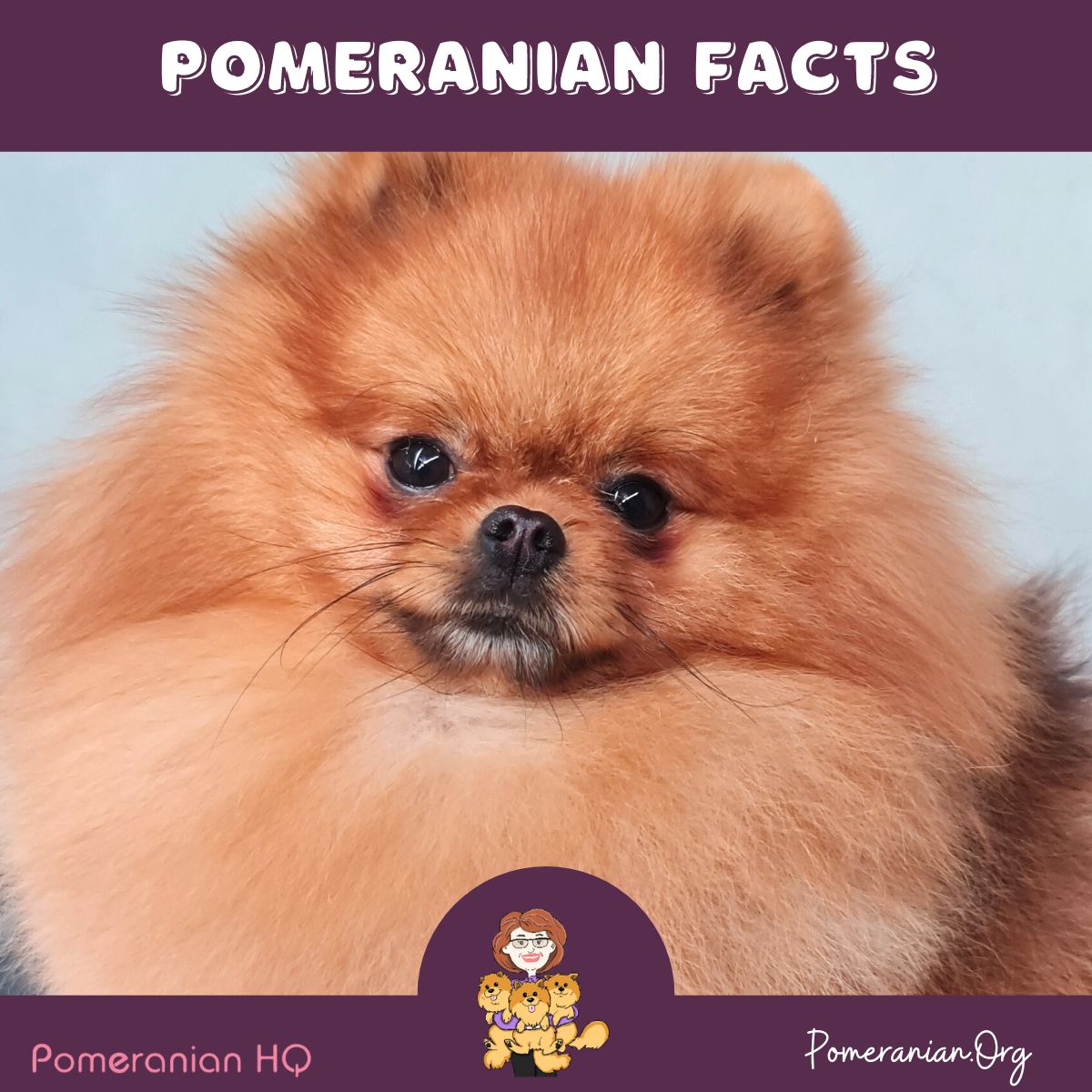 Pomeranian best sale spitz characteristics