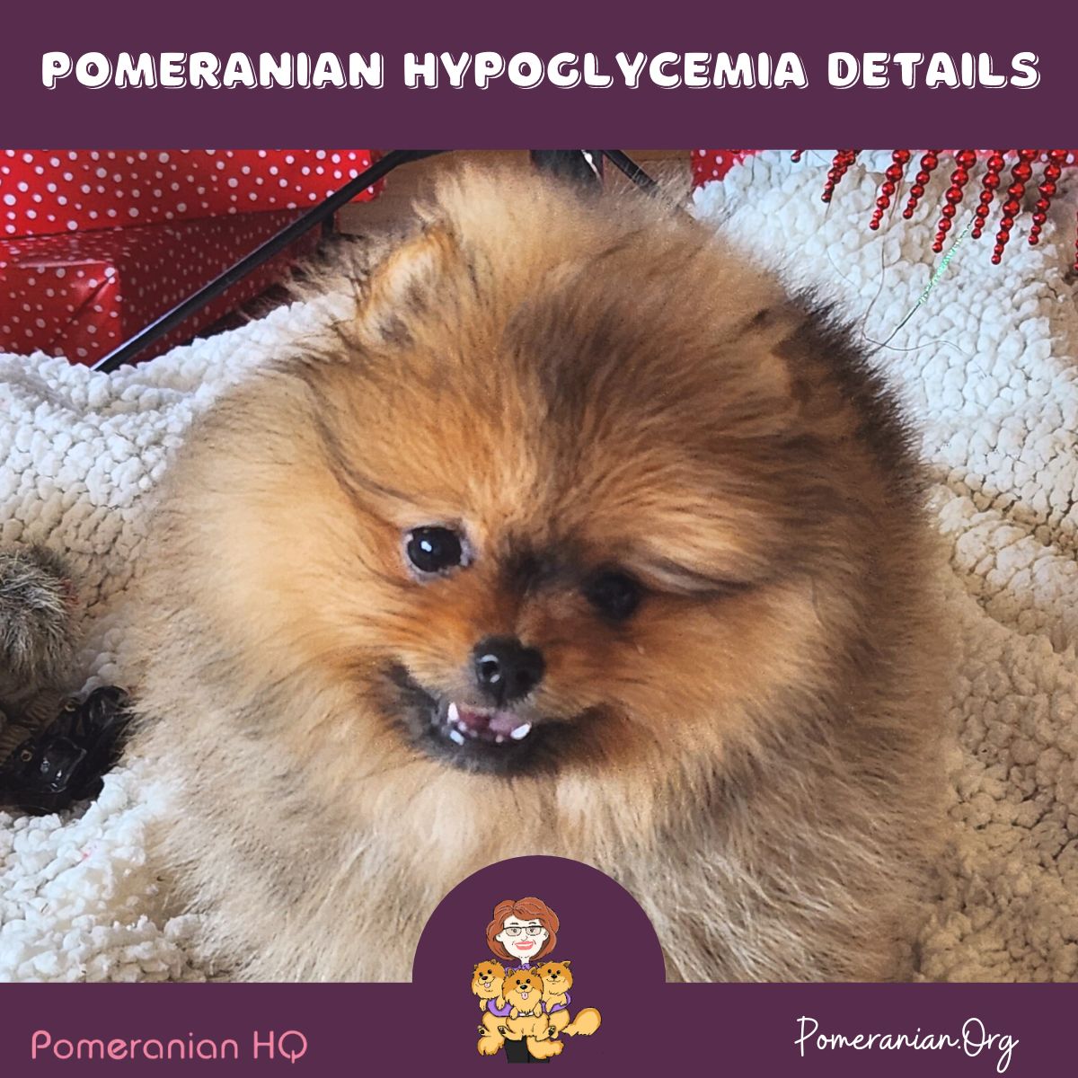 Pomeranian Hypoglycemia