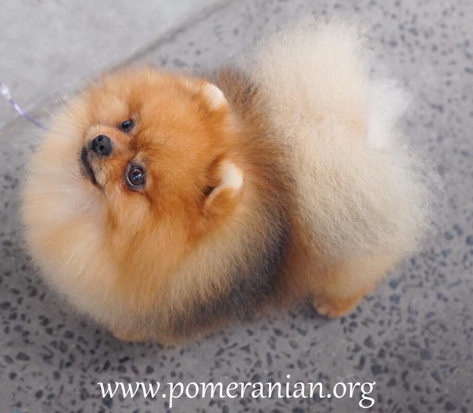 12 Month Old Pomeranian