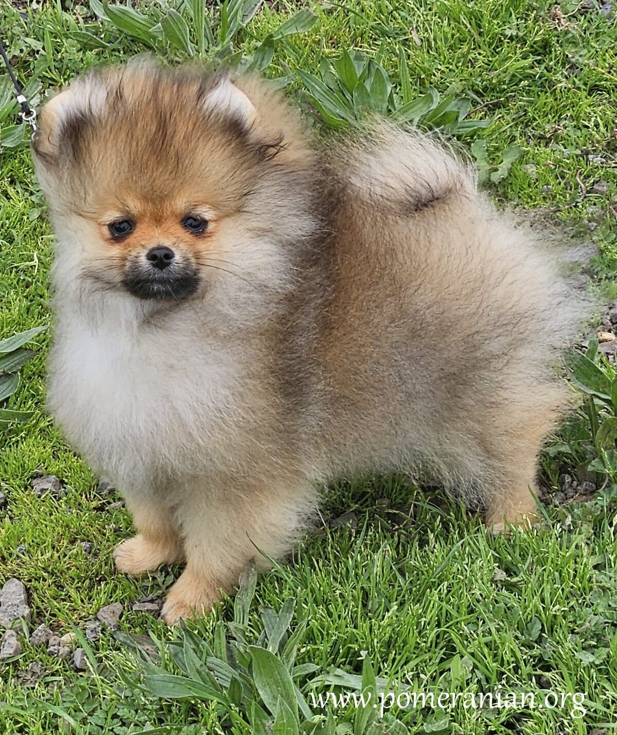 3 Month Old Pomeranian Puppy