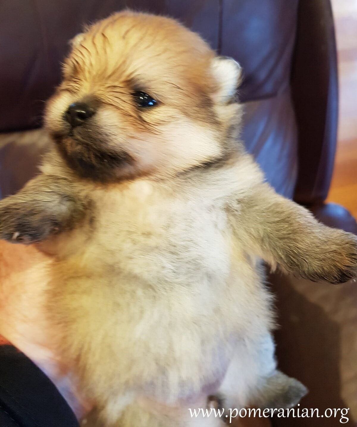 4 Week Old Pomeranan Puppy