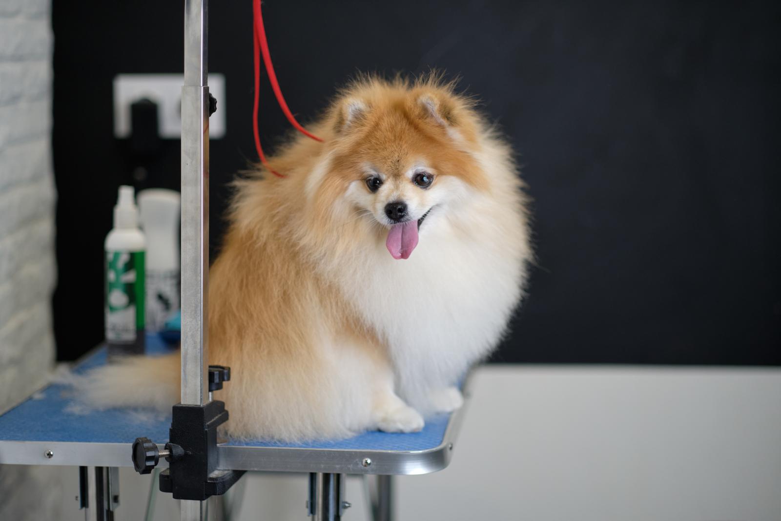 Pomeranian at Groomers