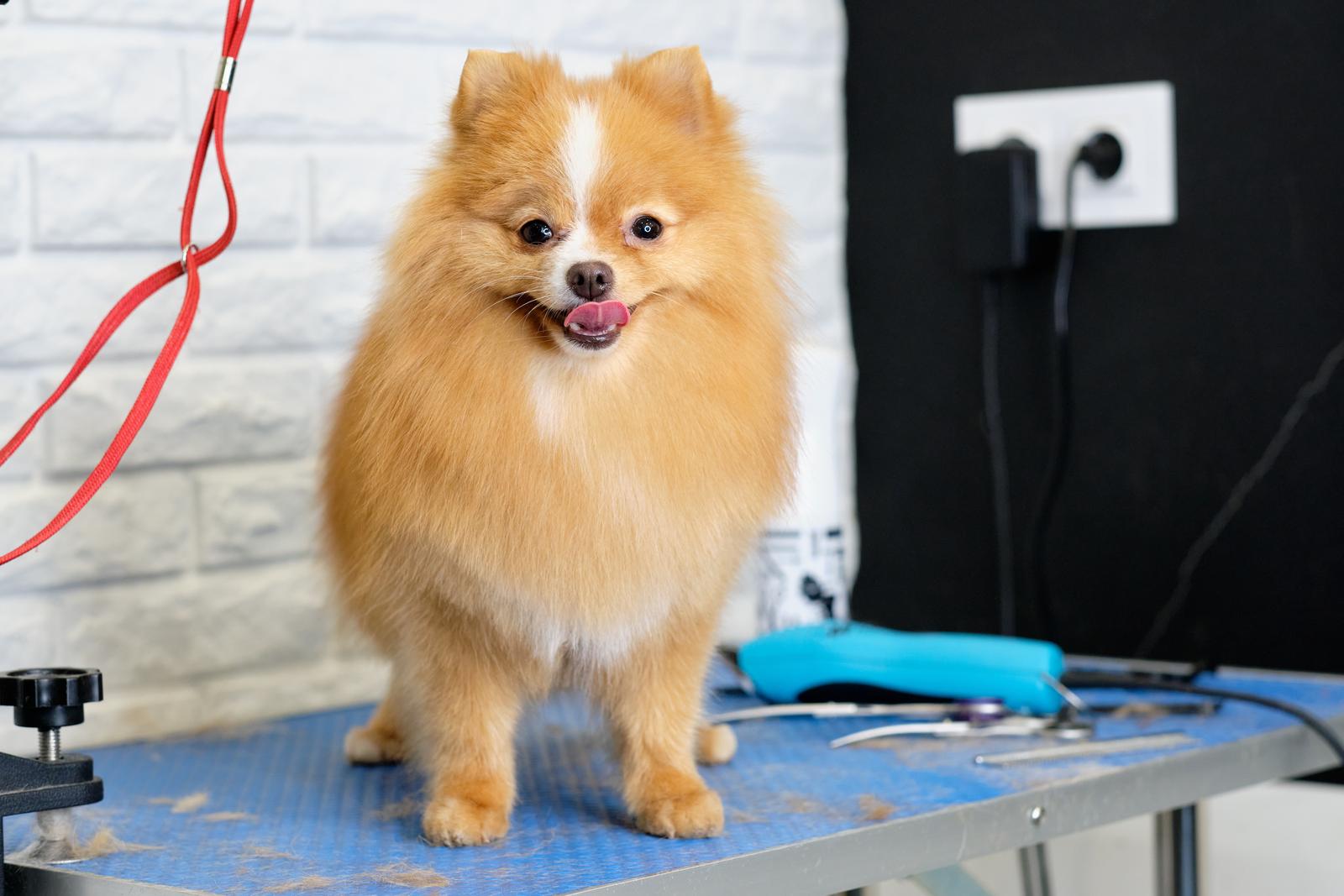 Pomeranian at Groomers