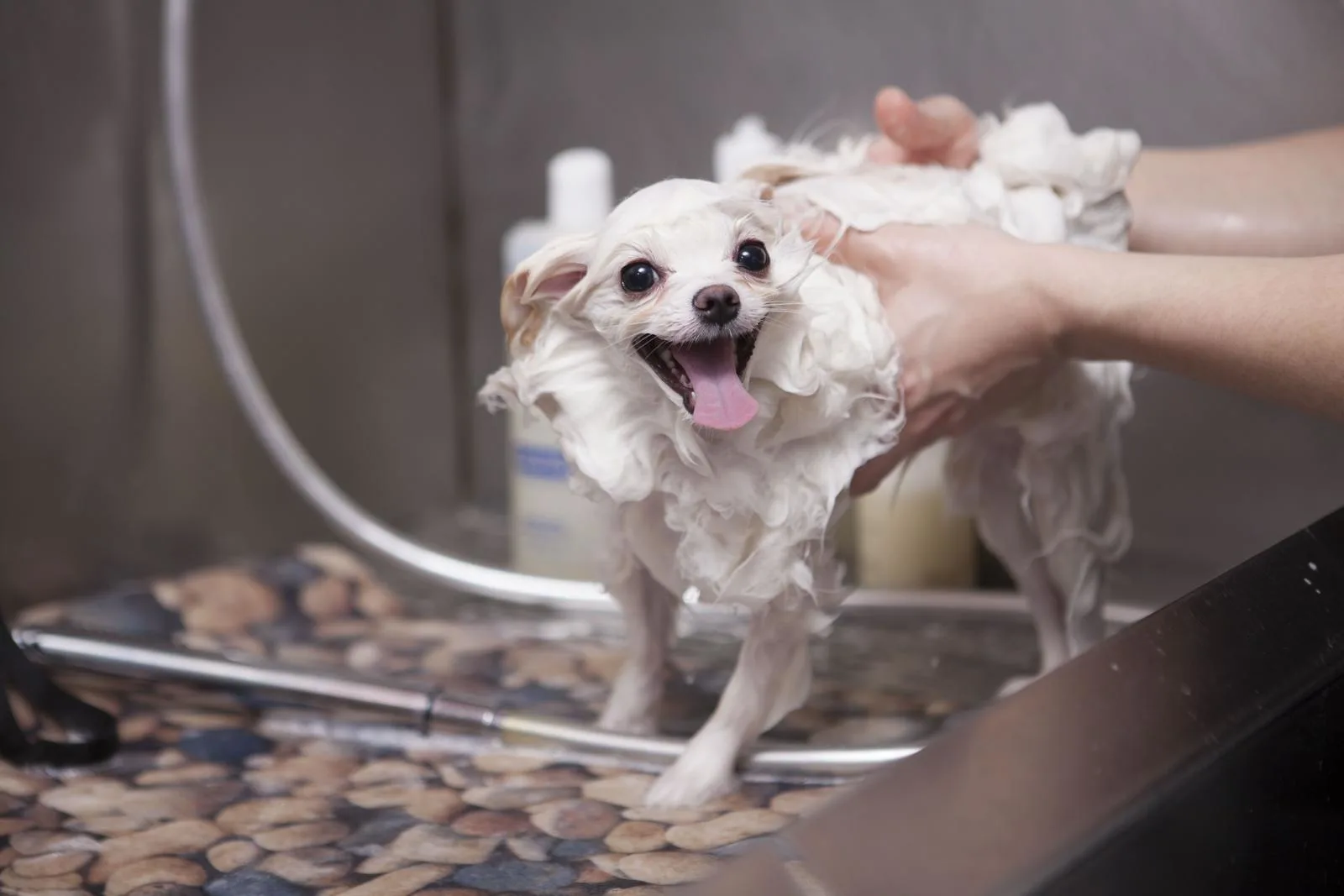 Pomeranian having a bath.