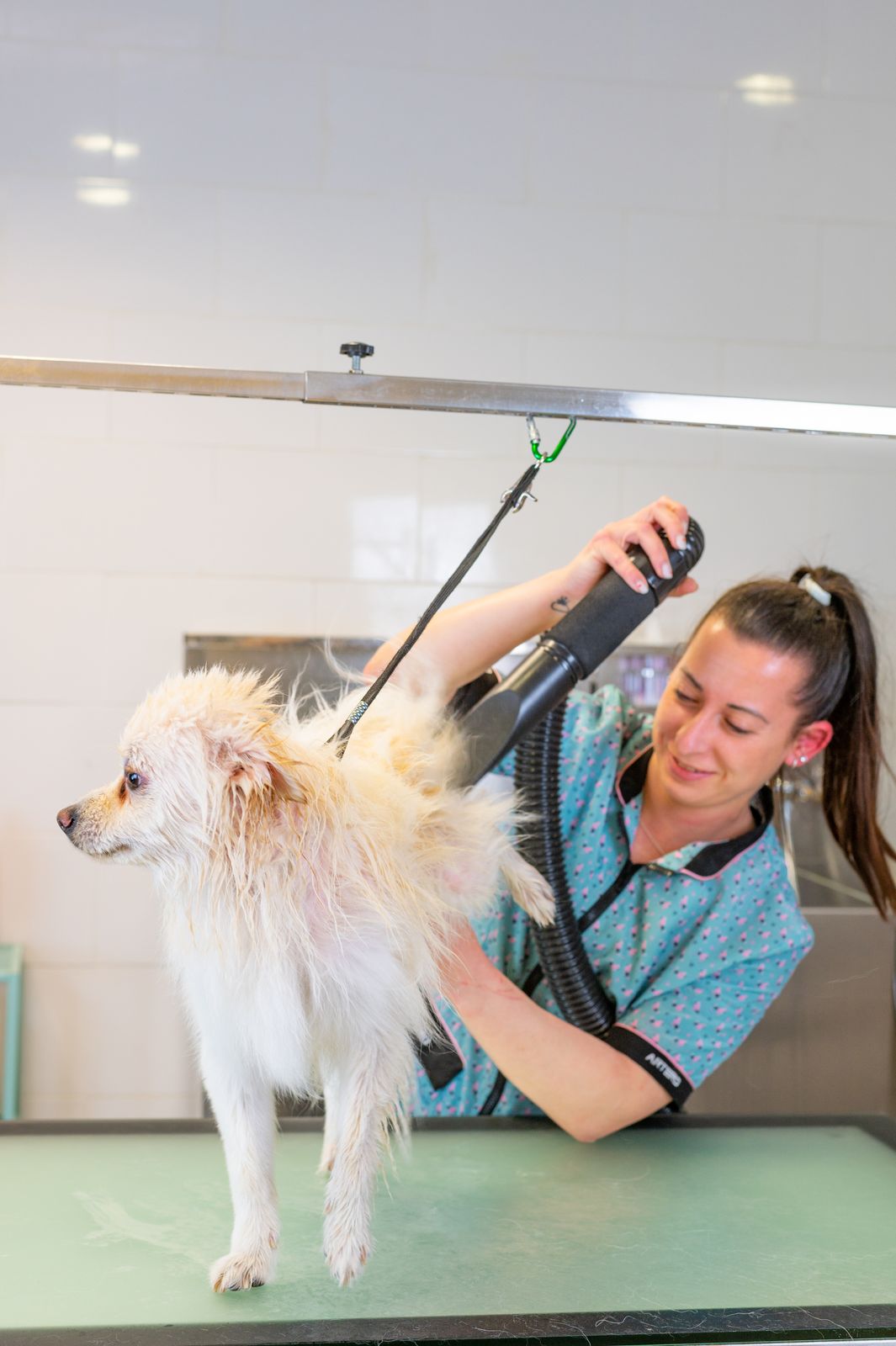 Pomeranian at Groomers