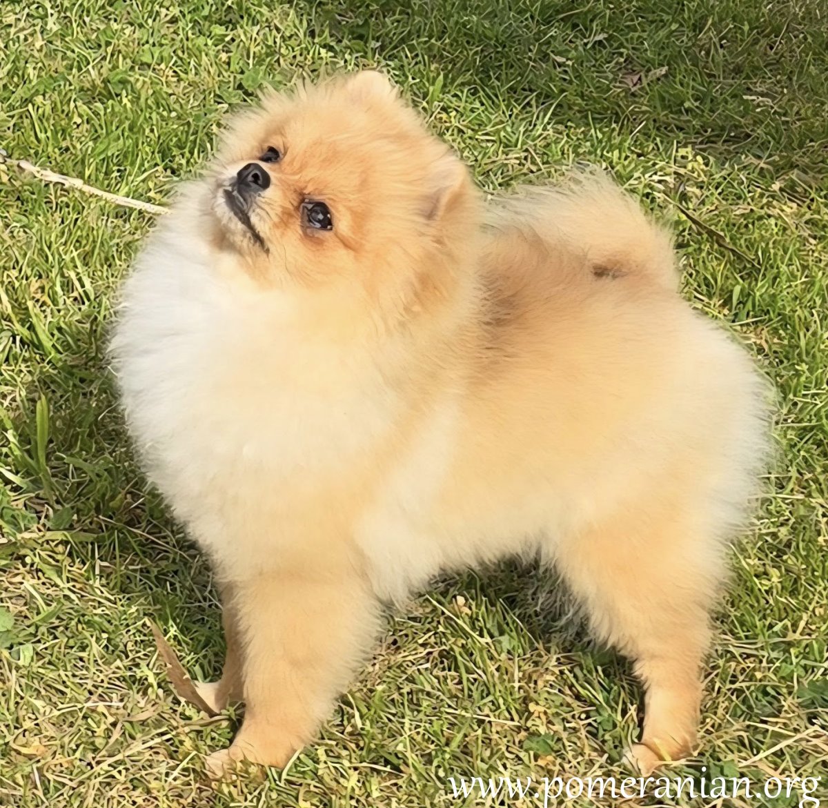 7 Month Old Pomeranian Puppy