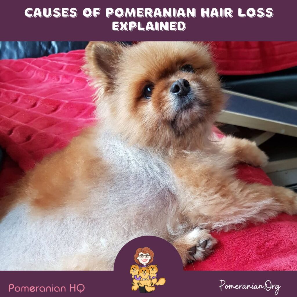 An Indepth Look At The Possible Causes of Pomeranian Hair Loss