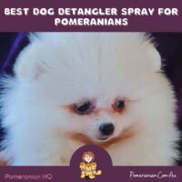 Details of The Best Dog Detangler Spray for Pomeranians