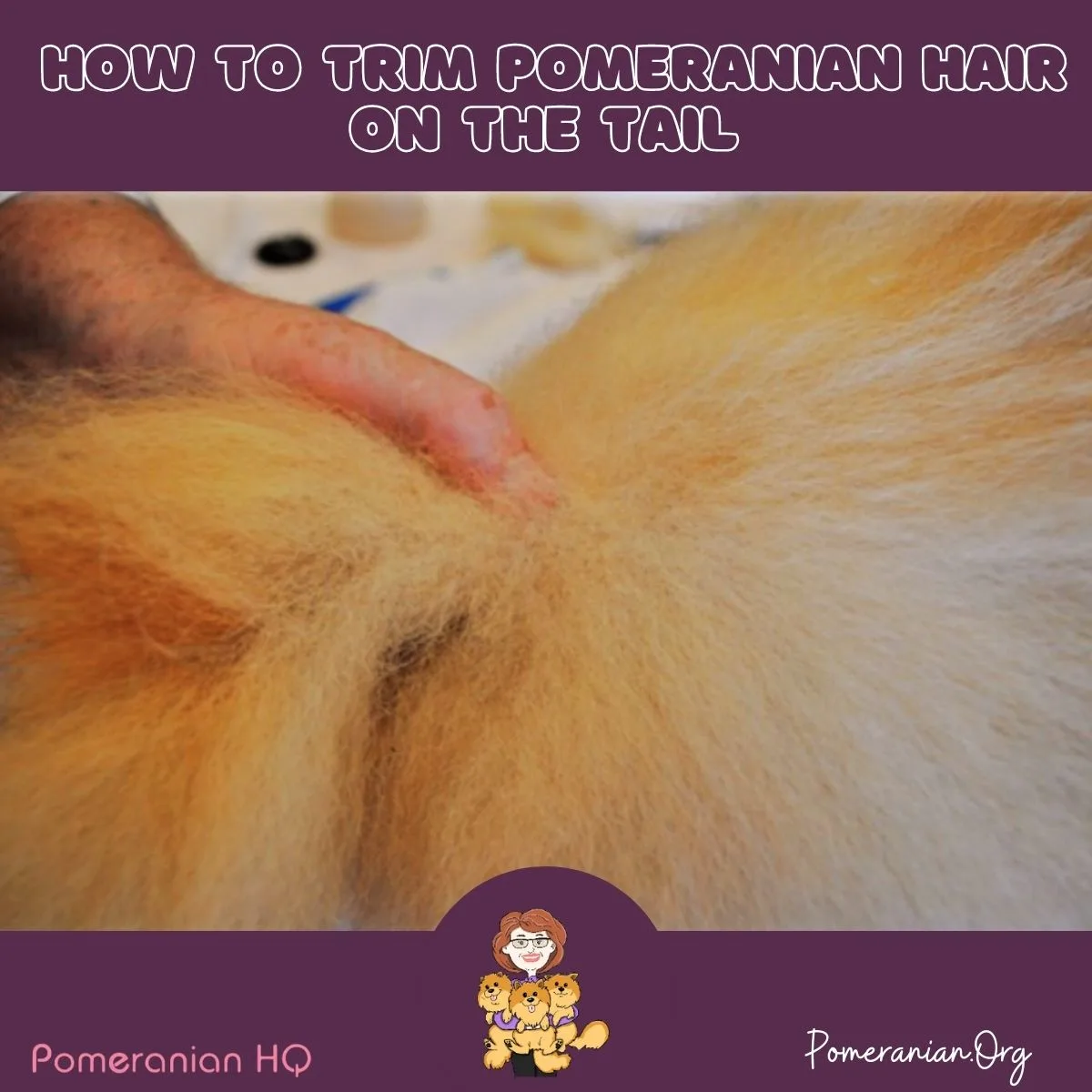 How to Trim Pomeranian Hair on the Tail