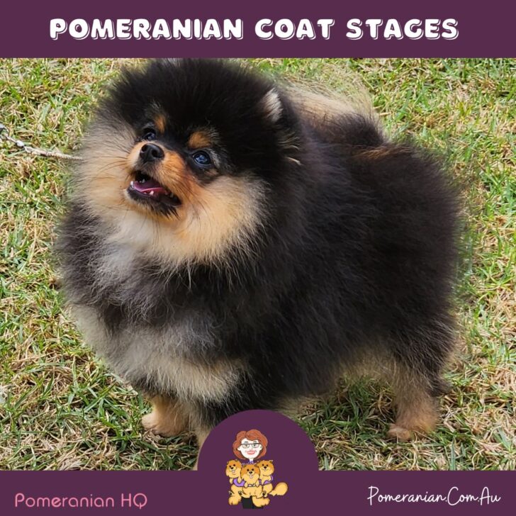 Pomeranian Coat Stages: Puppy Uglies to the Full Adult Coat