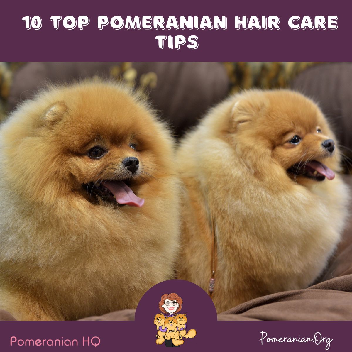 How to make 2025 pomeranian hair shiny