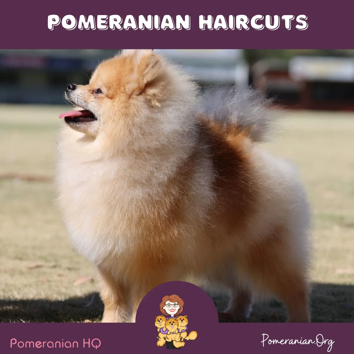 Pomeranian Haircuts
