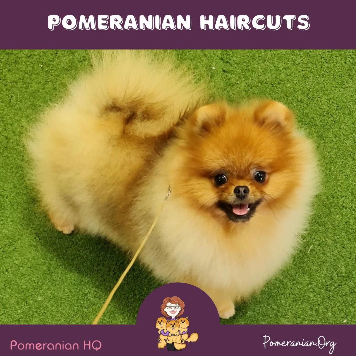 Pomeranian Haircuts. Puppy Cut.