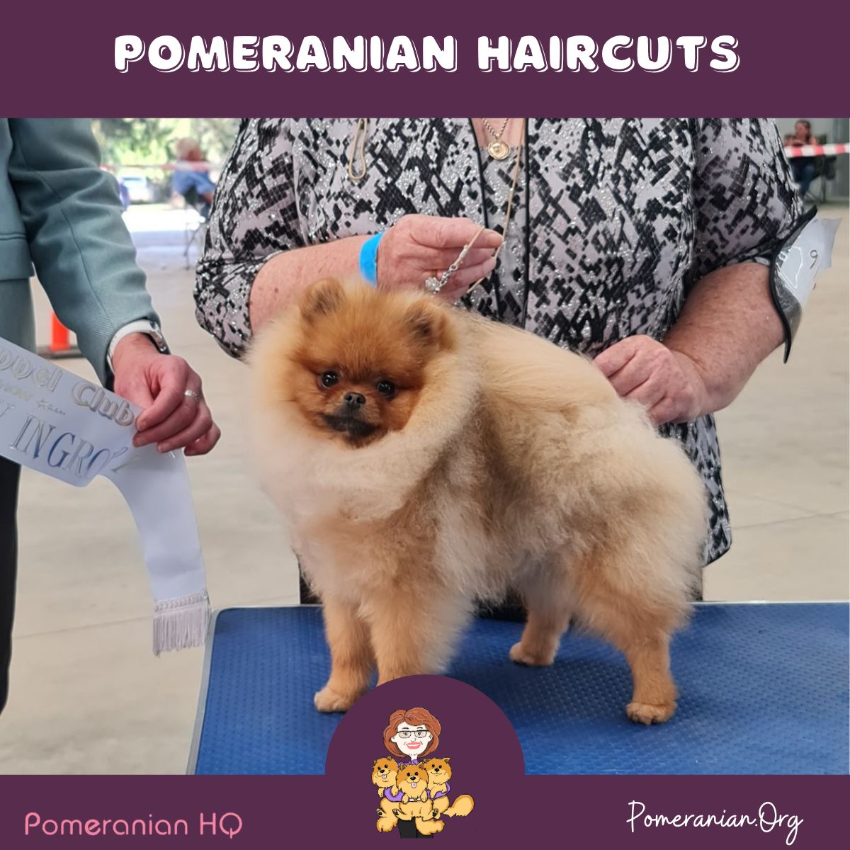 Pomeranian haircut best sale styles pictures