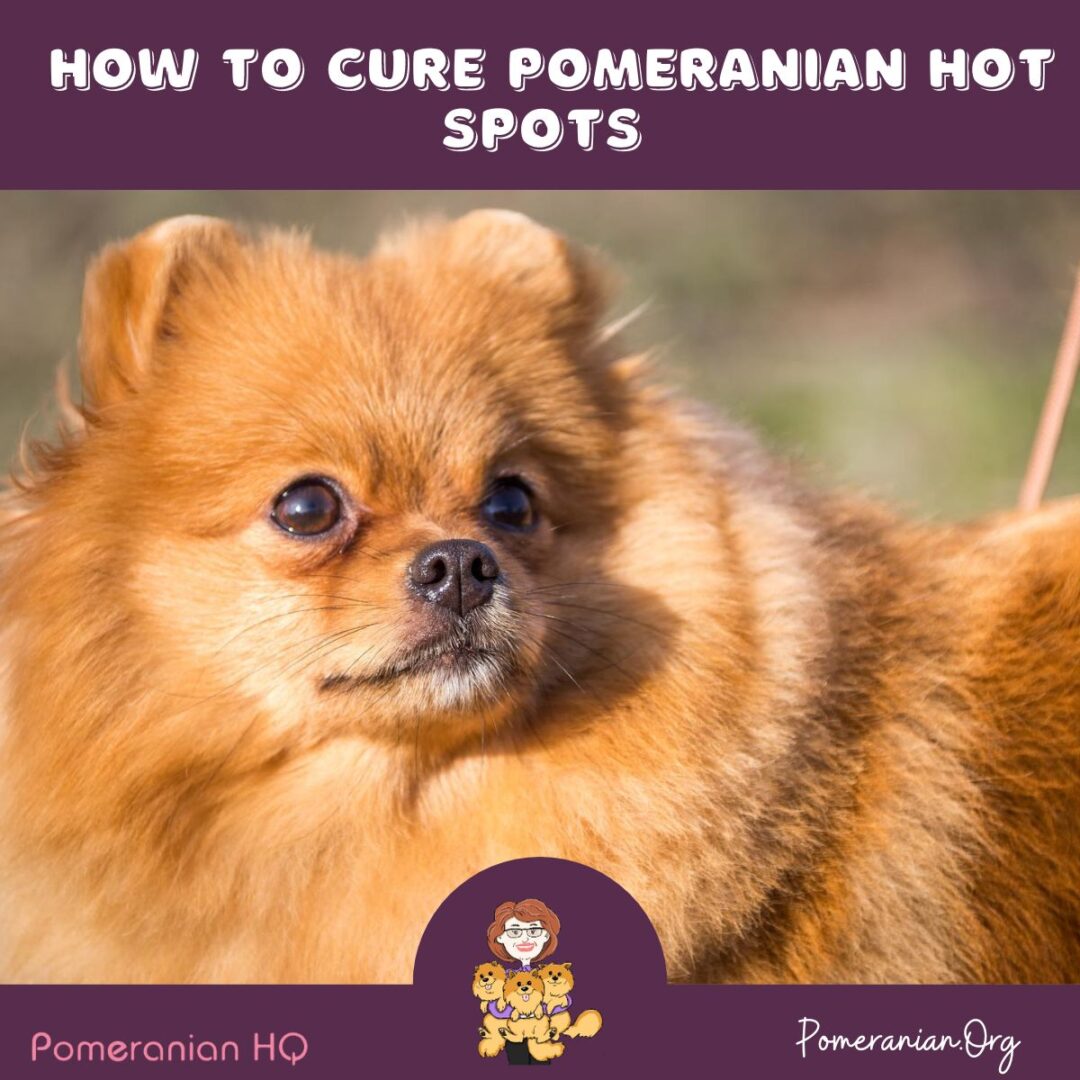 How to Cure Pomeranian Hot Spots With These Expert Tips!