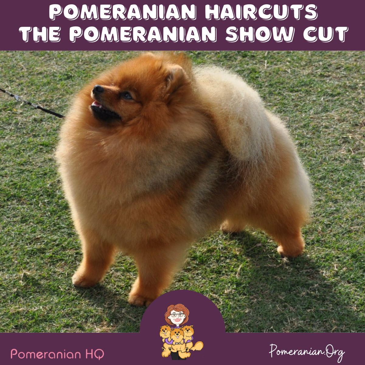 lion cut black pomeranian