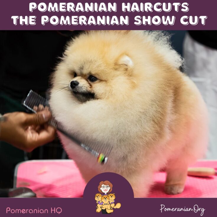 Pomeranian Haircuts and the Pomeranian Lion Cut