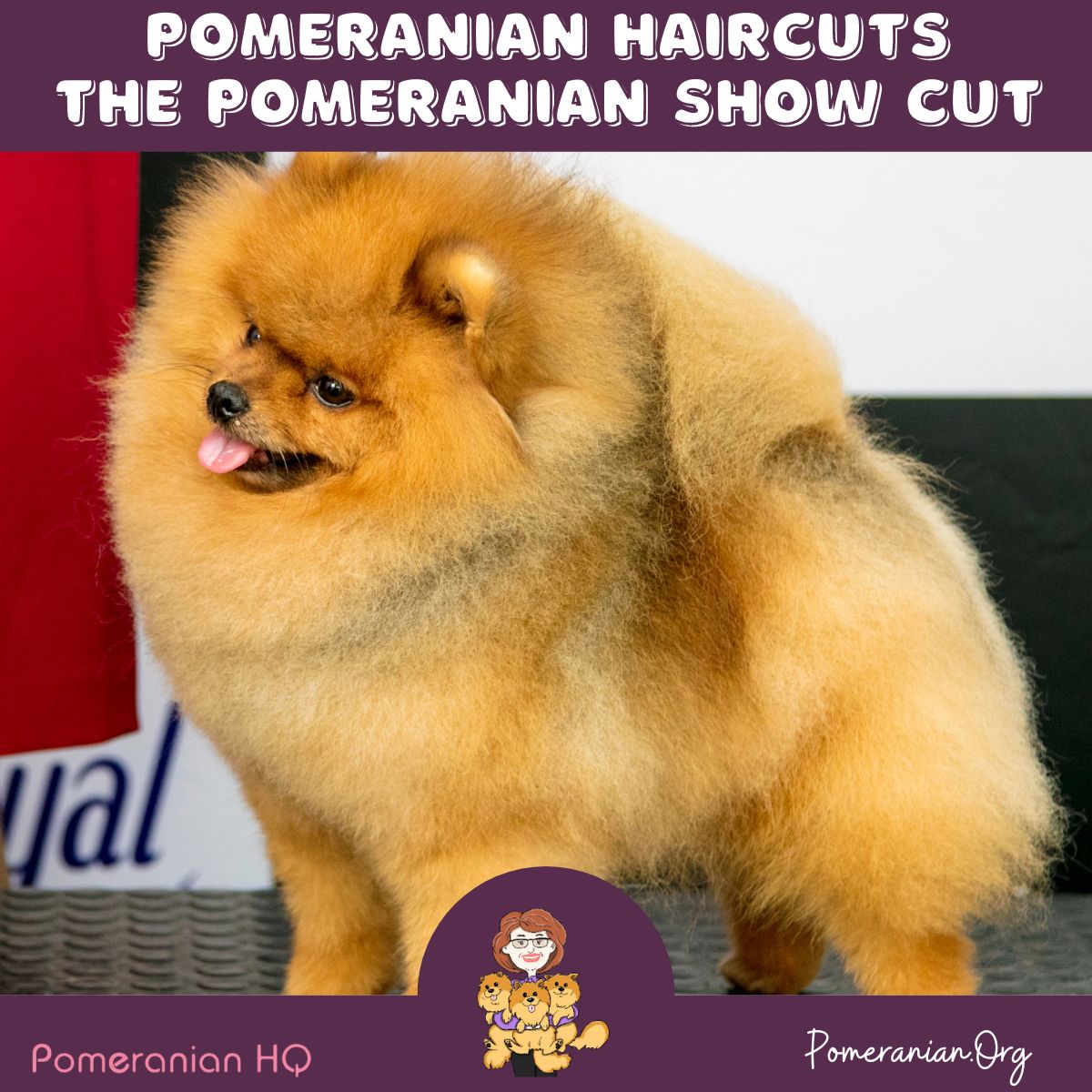 Teddy bear best sale haircut on pomeranian