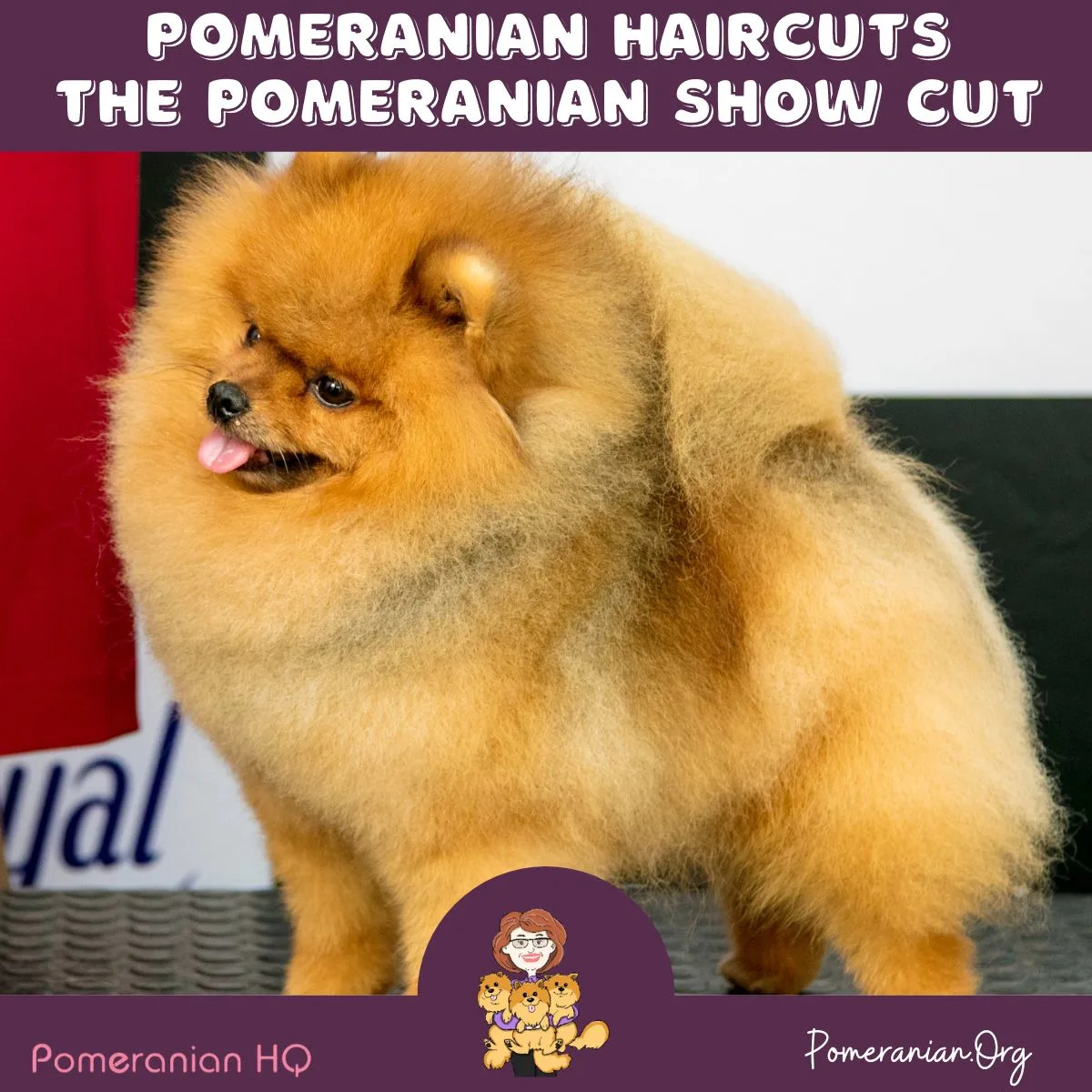 Pomeranian Show Cut