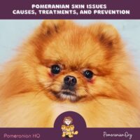 Pomeranian Skin Issues - Causes, Treatments and Prevention