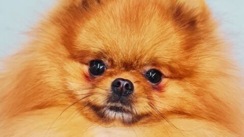 Pomeranian Dry Skin and Itching: Causes, Treatment and When to See a Vet