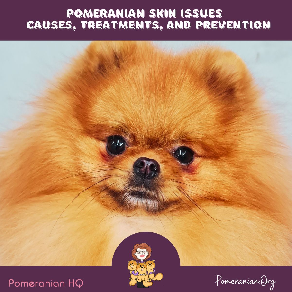 Pomeranian Skin Issues Causes, Treatments and Prevention