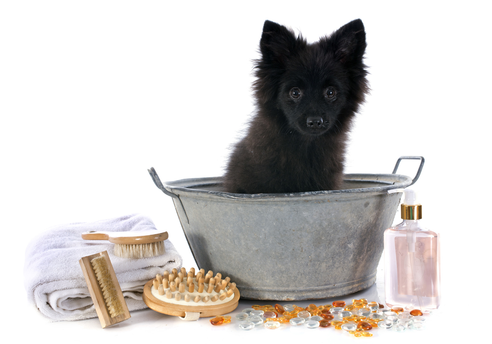 Pomeranian having a bath.