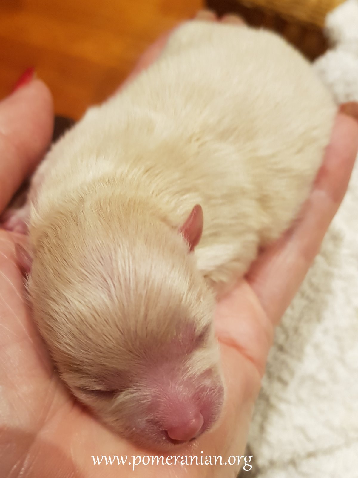 Newborn Pomeranian Puppy