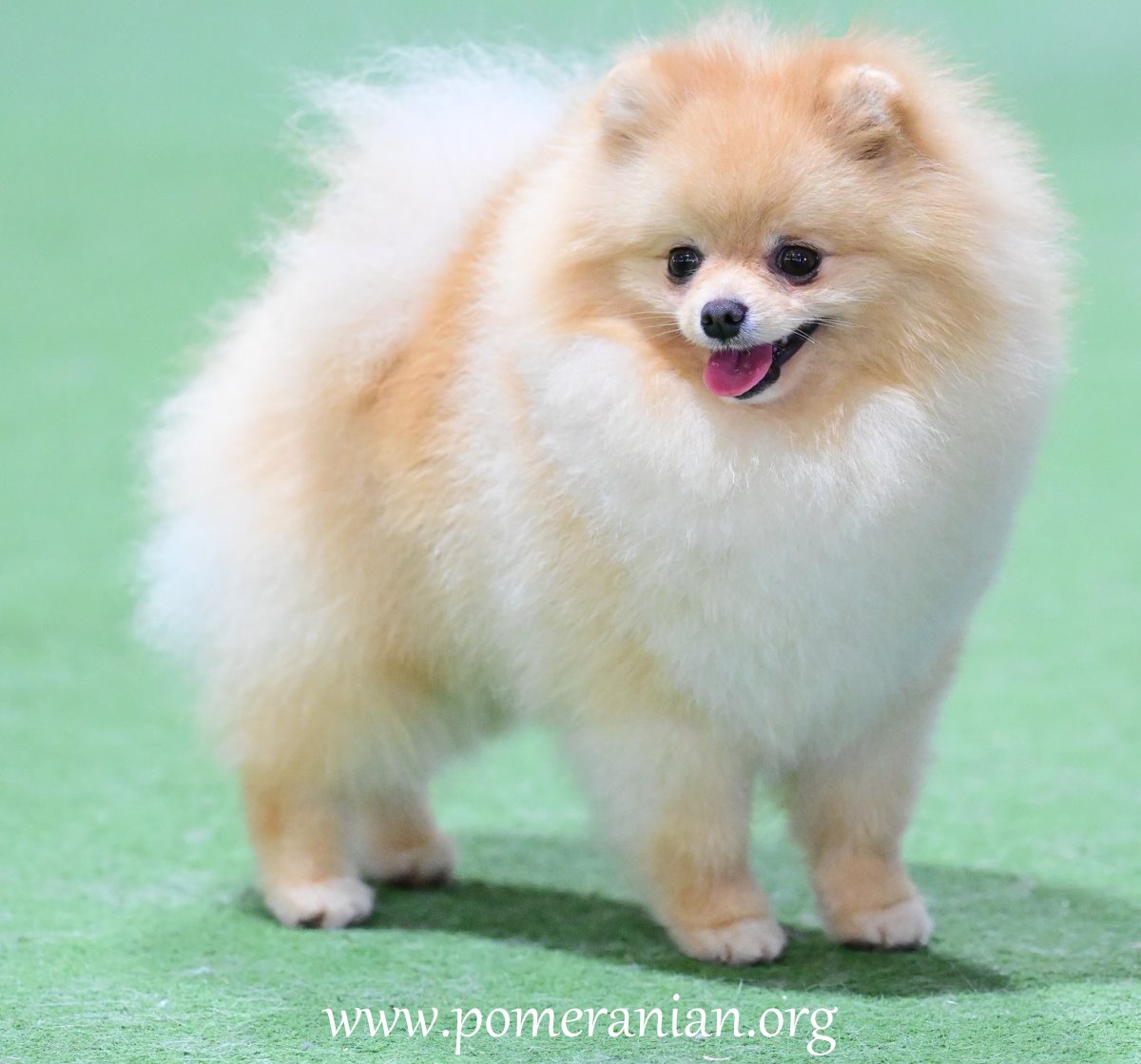 Pomeranian 2 years old.