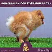 My Pomeranian is Constipated; What Should I Do?