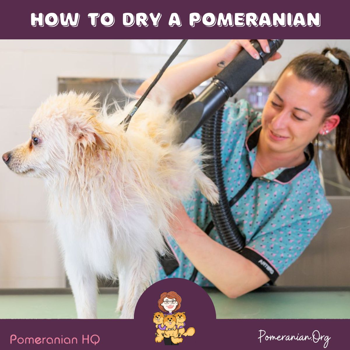 Learn How to Dry a Pomeranian Dog