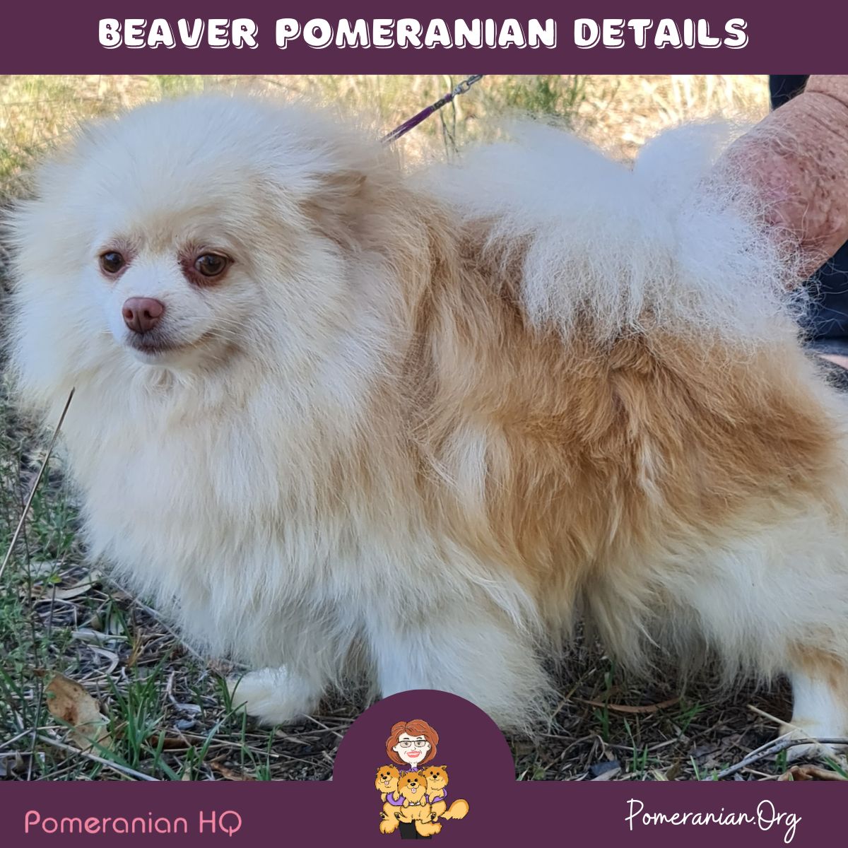 Beaver Pomeranian