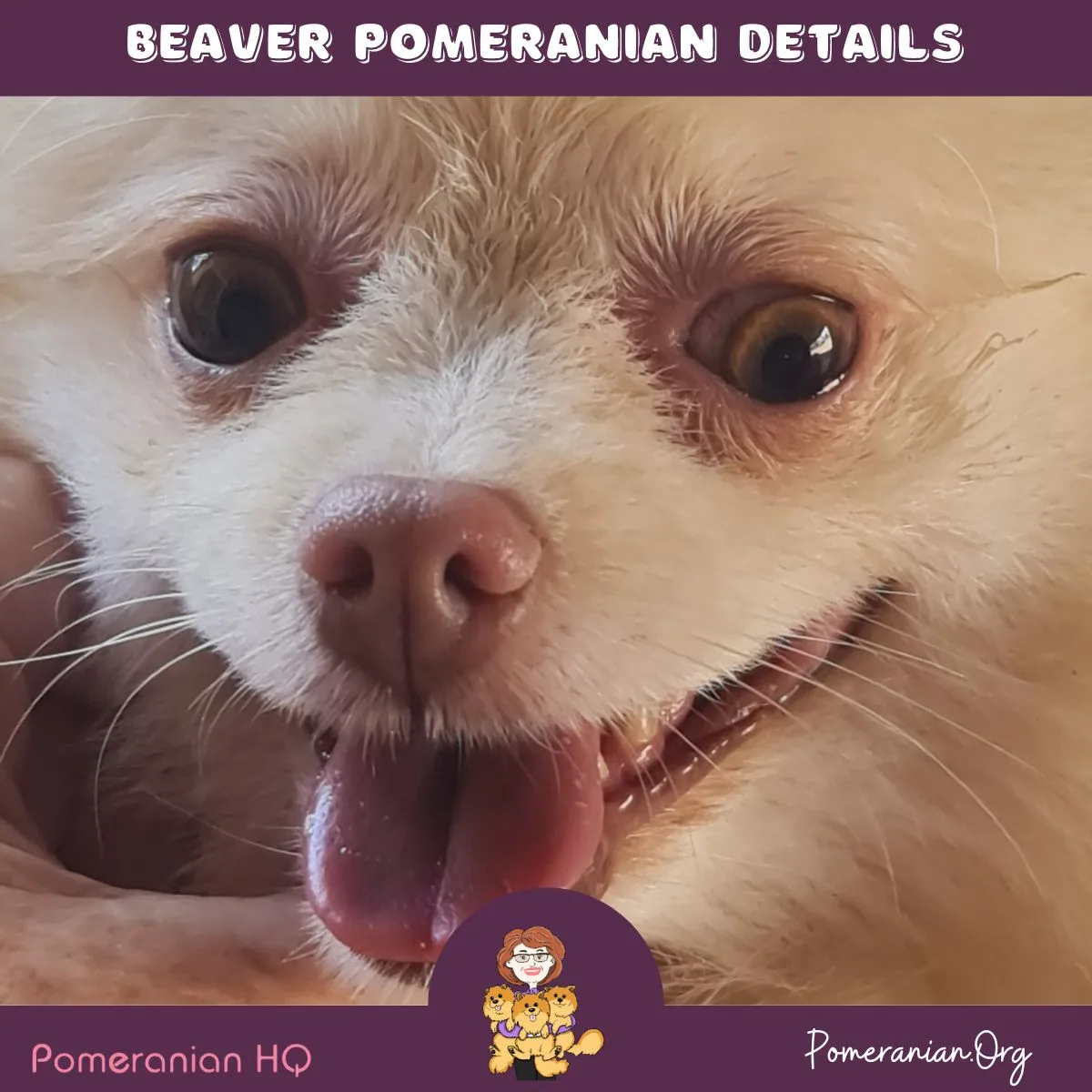 Beaver Pomeranian