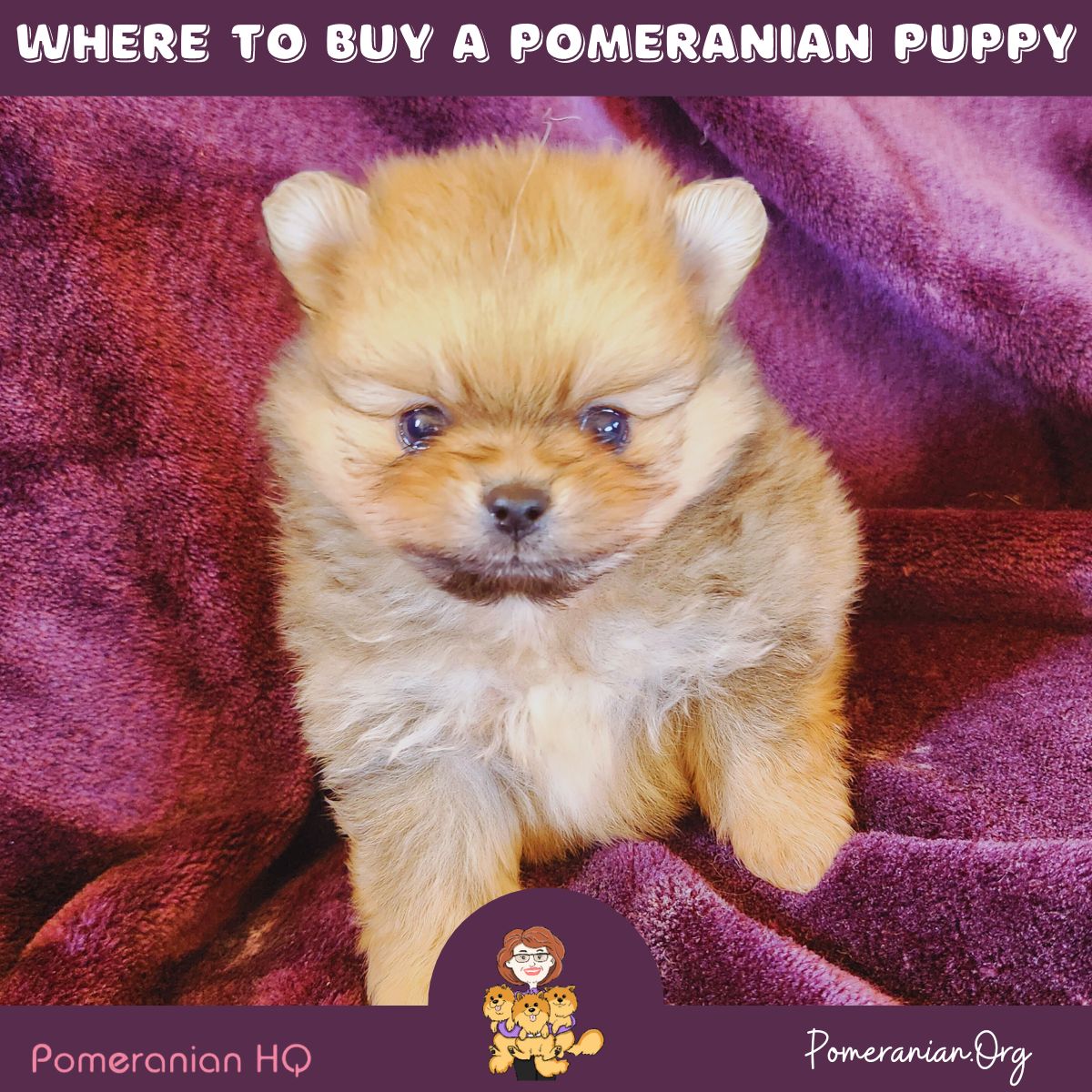 Where to Buy a Pomeranian Puppy