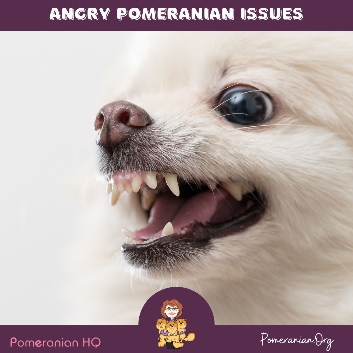 Angry Pomeranian