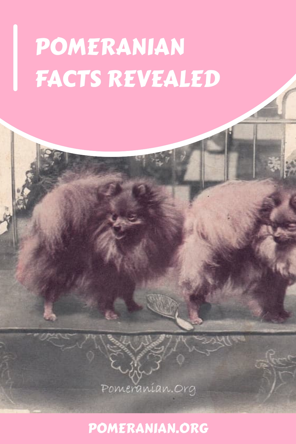 Pomeranian Facts, Characteristics, and Information Revealed