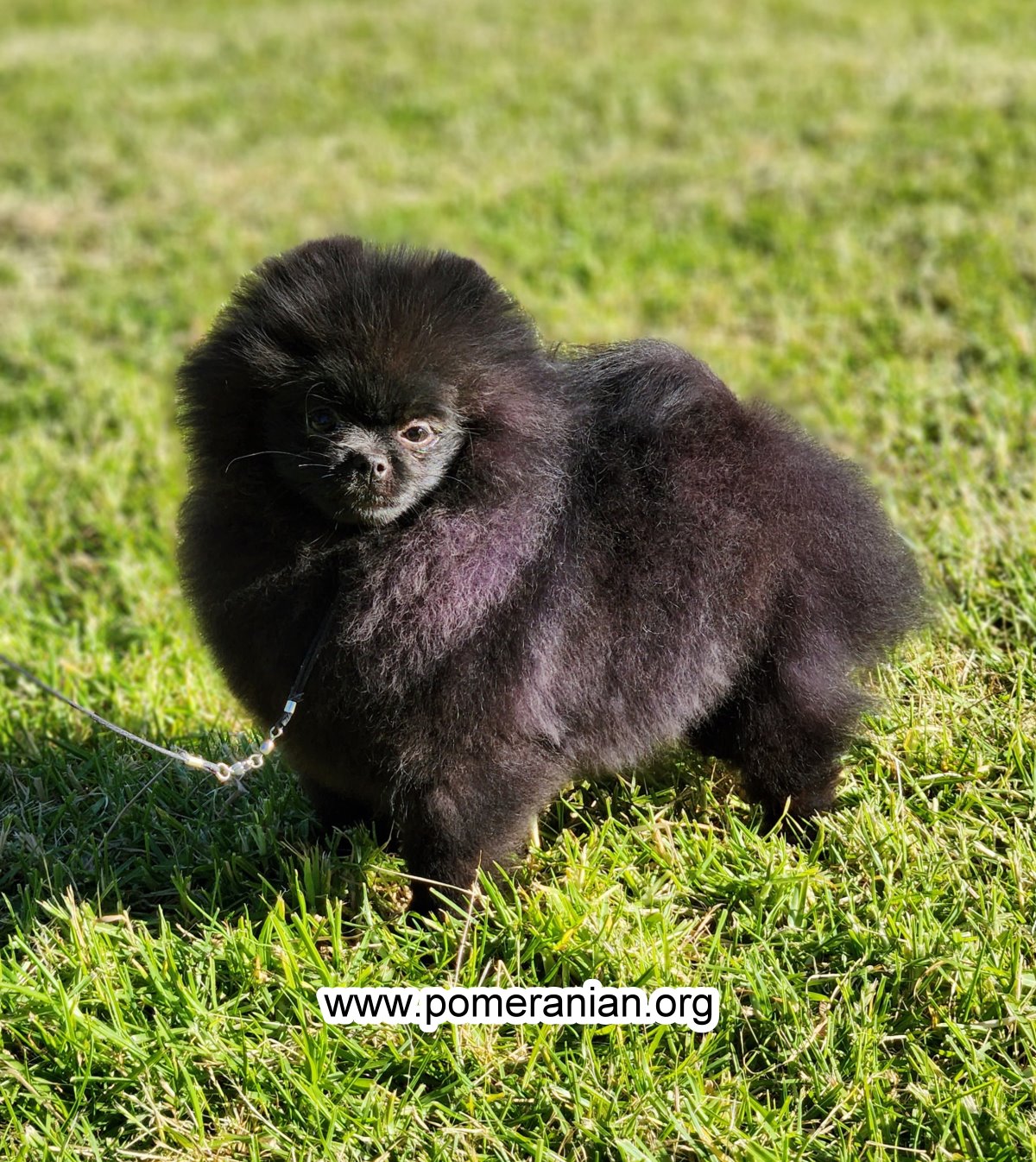 Black Pomeranian Puppy Bred by Denise Leo