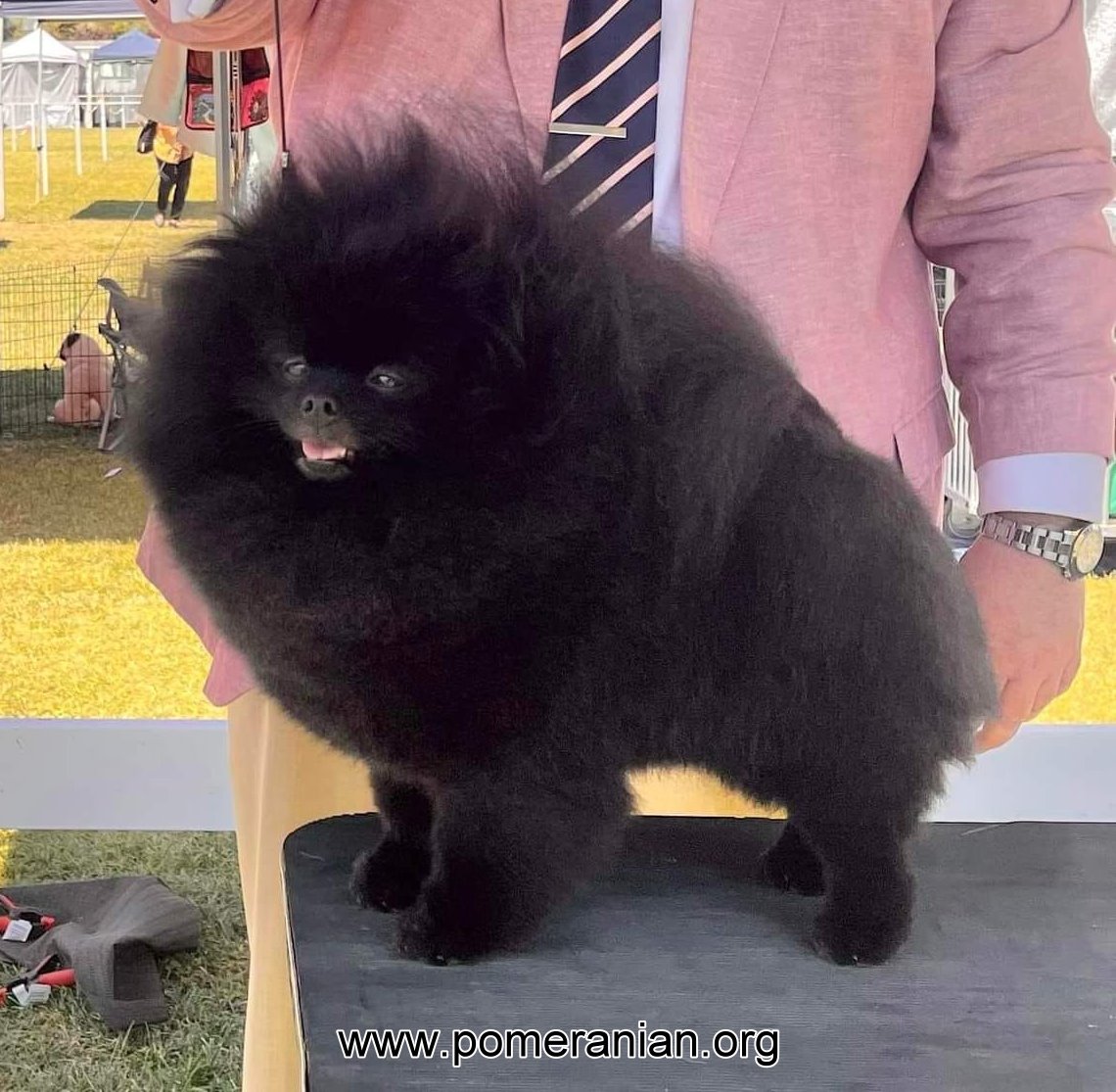 Champion Black Pomeranian Dog