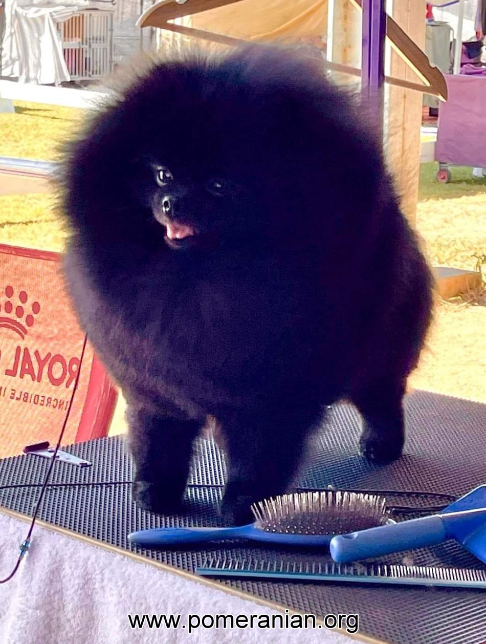 Champion black Pomeranian owned, bred and exhibited by Denise Leo of Dochlaggie Pomeranians
