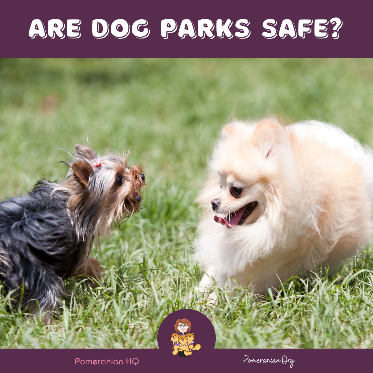 Are Dog Parks Safe? Pros & Cons for Pomeranian Owners