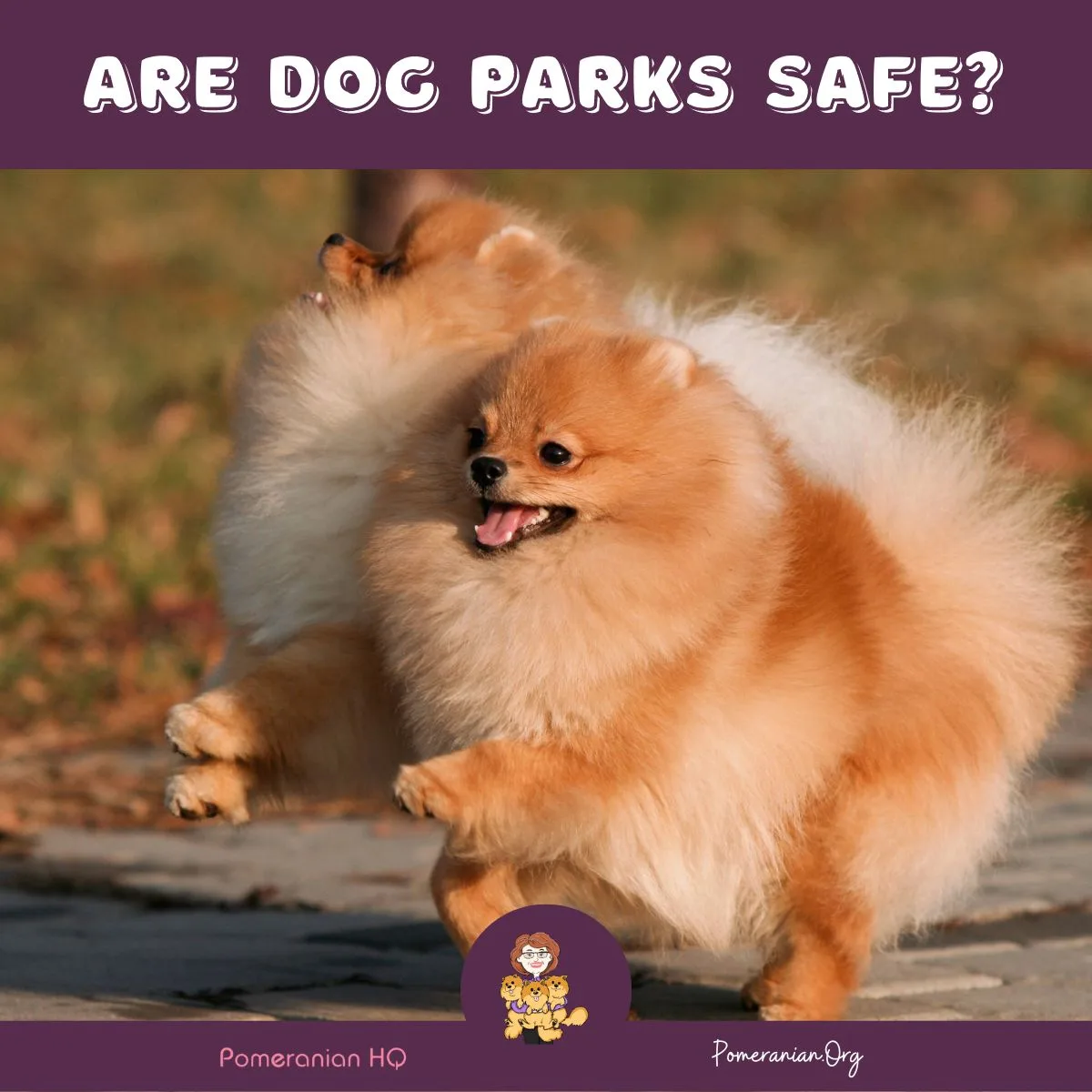 Are Dog Parks Safe? Pros & Cons for Pomeranian Owners