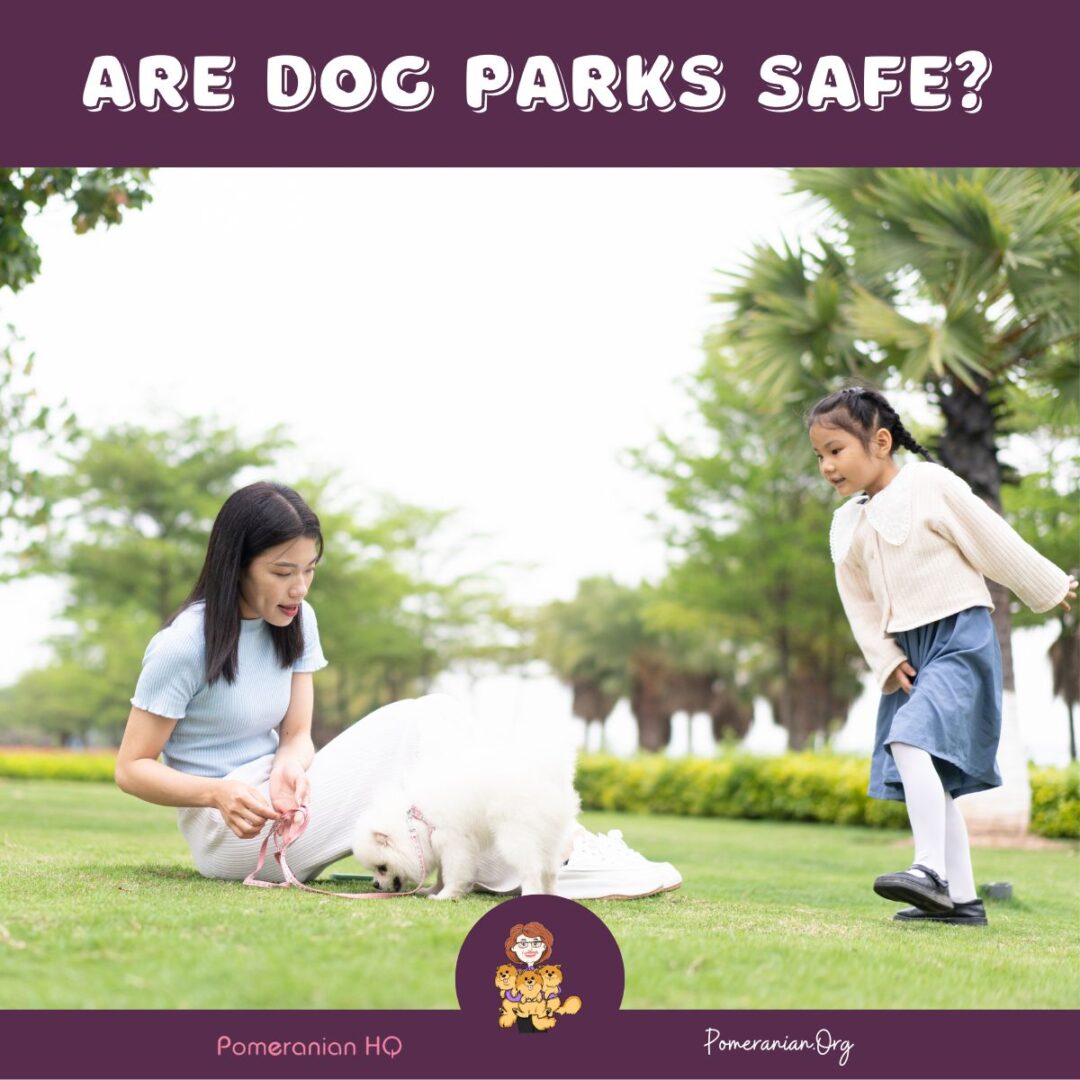 Are Dog Parks Safe? Pros & Cons for Pomeranian Owners