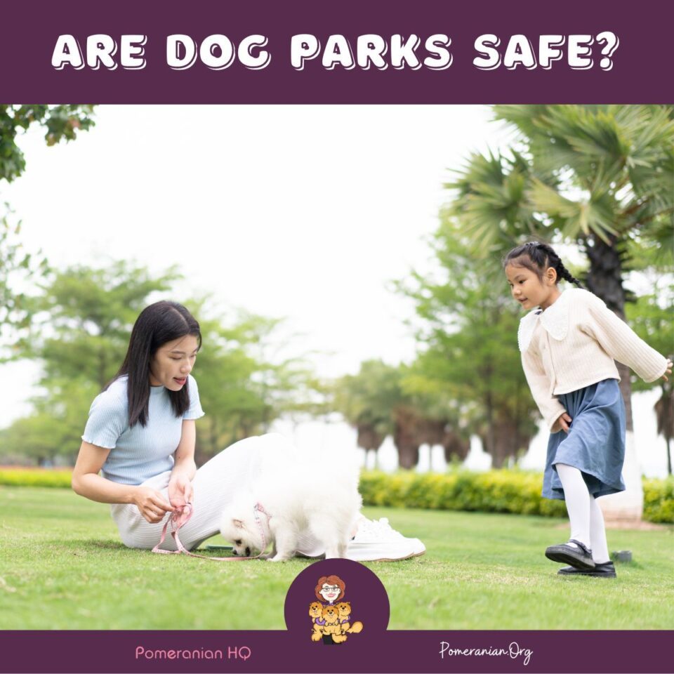 Are Dog Parks Safe? Pros & Cons for Pomeranian Owners