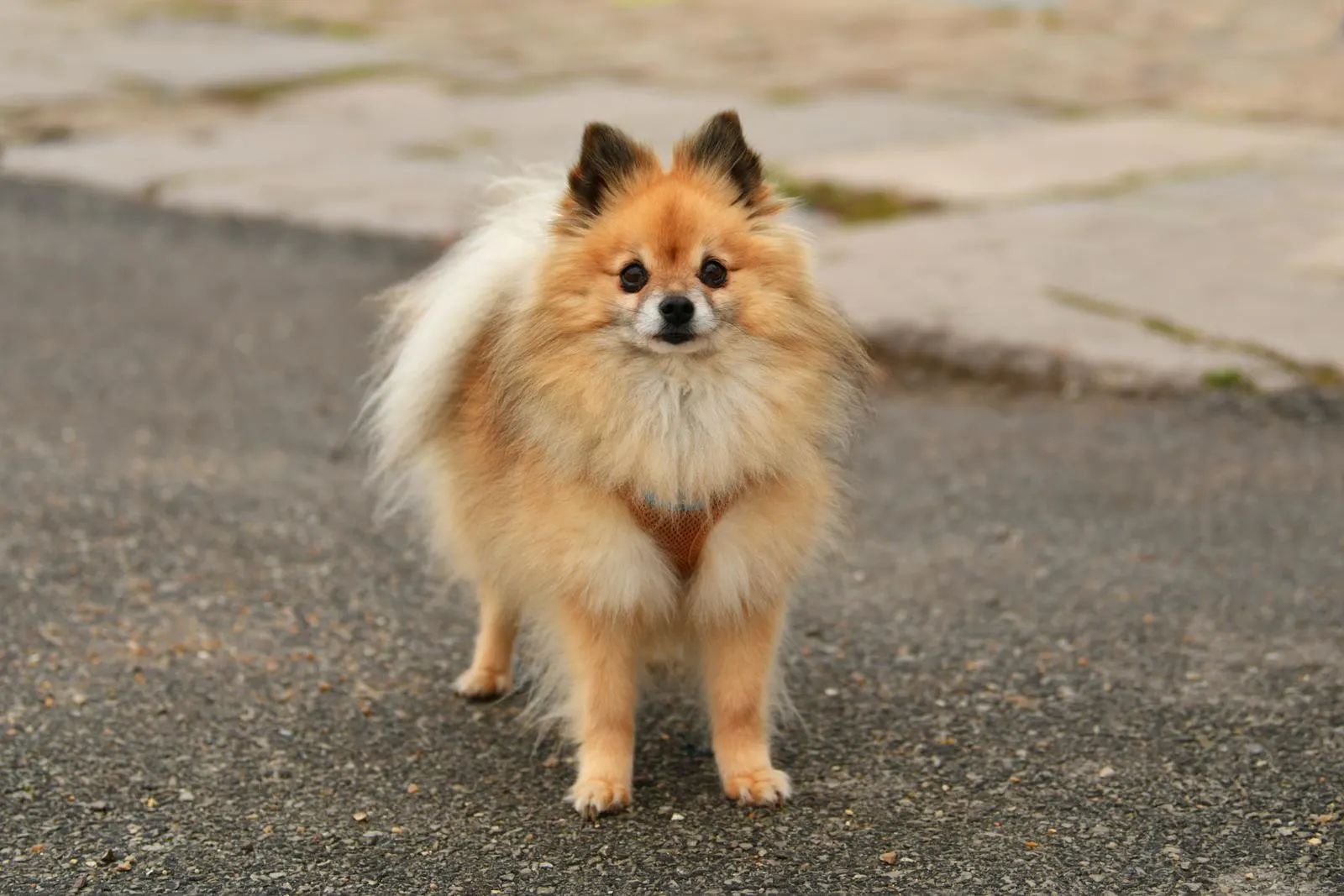 Pomeranian Dog wearing a Harness
