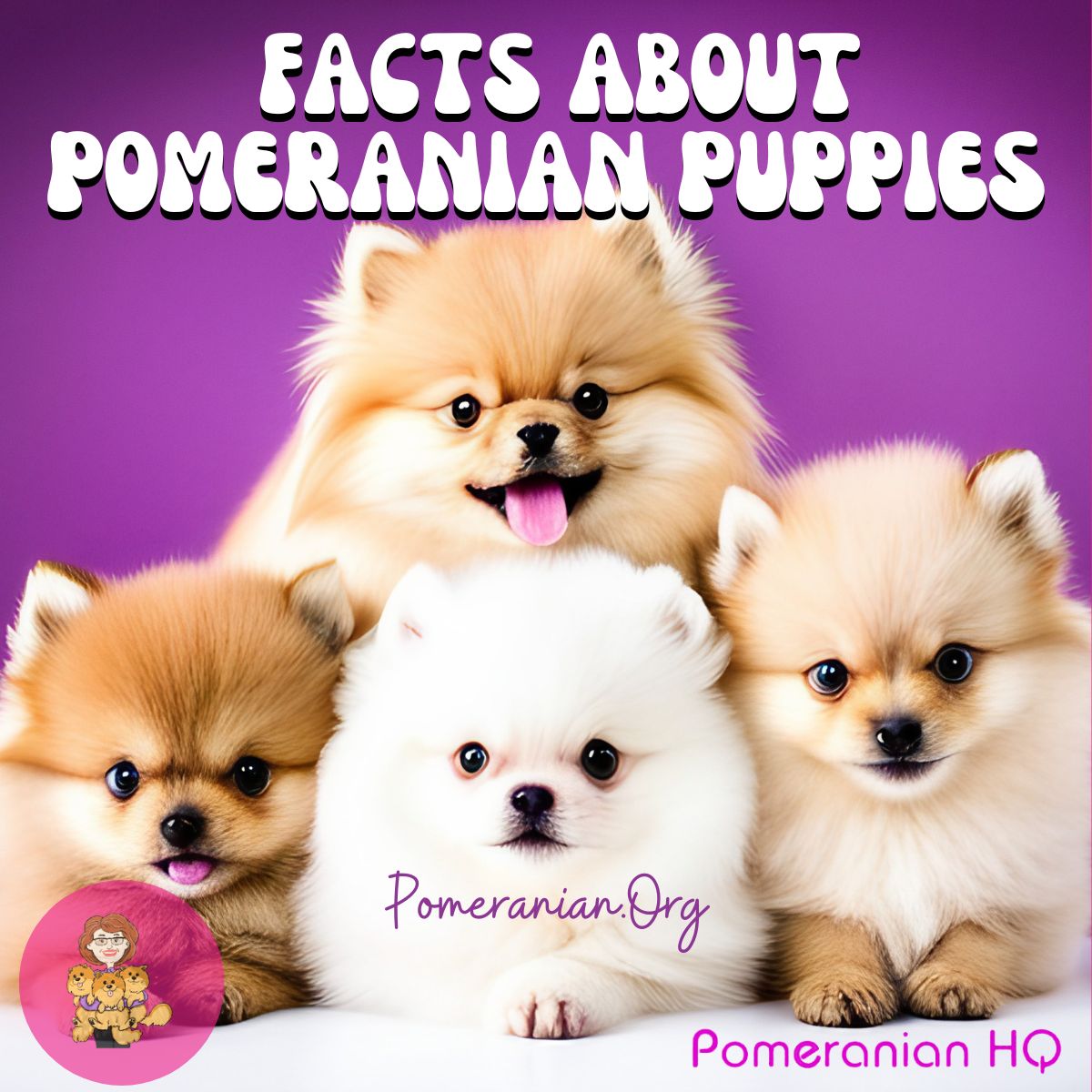 All About Pomeranian Puppies – Are Pomeranians Good with Children?