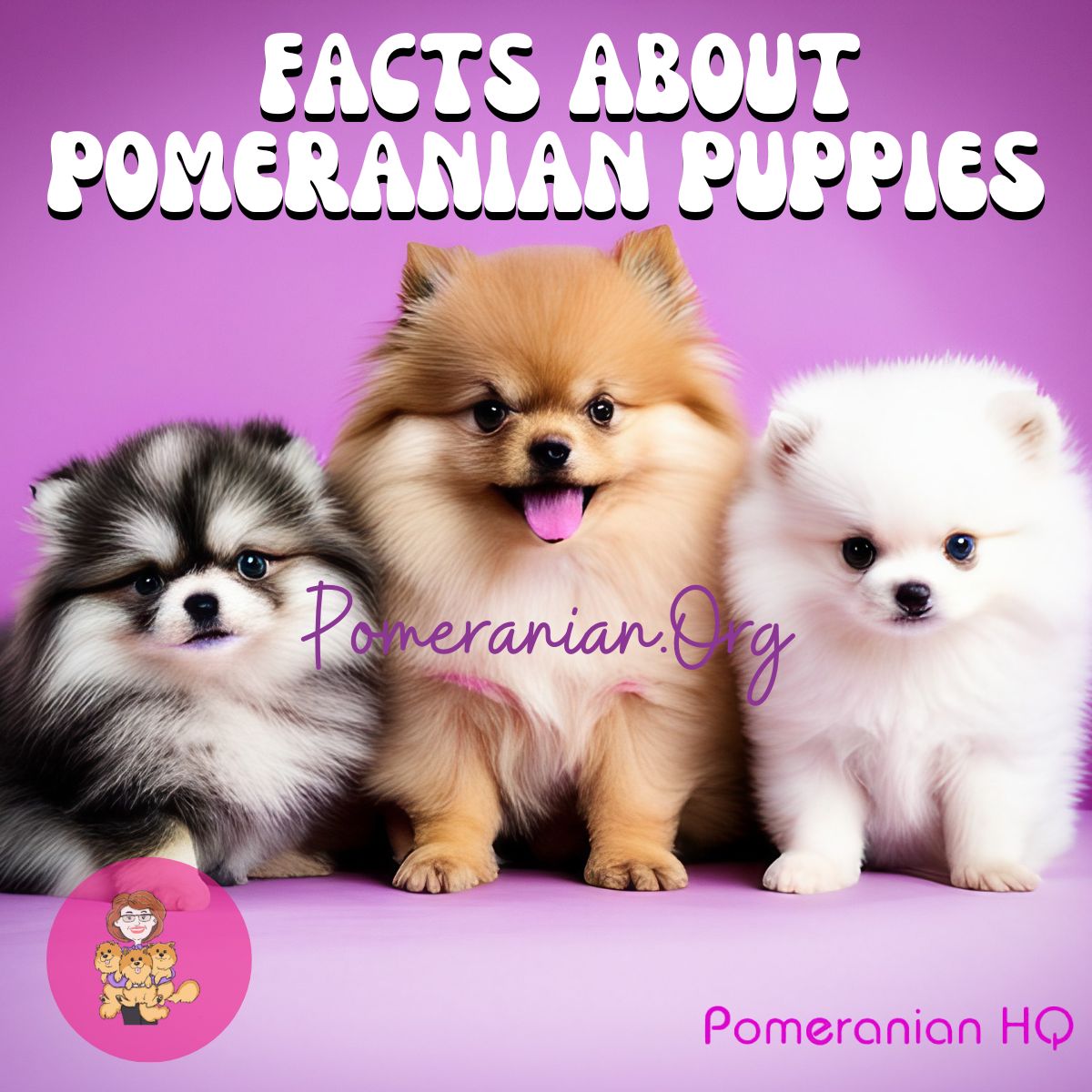 Facts About Pomeranian Puppies