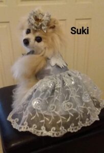 Fluffy orange Pomeranian